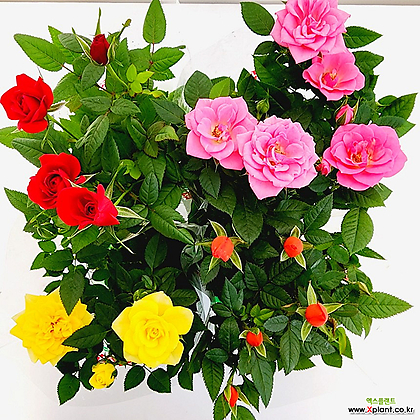 꽃나무드림 (5개) 미니장미 소품 미니 장미향기 꽃식물 사철 로즈 야생화 향기나는꽃 색상랜덤