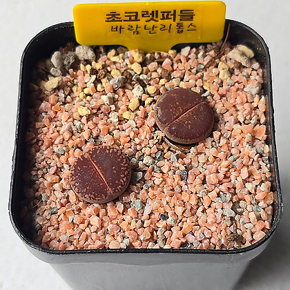 1+1 초코렛 퍼들 Chocolate Puddle+C70 슈도 'Pseudo'