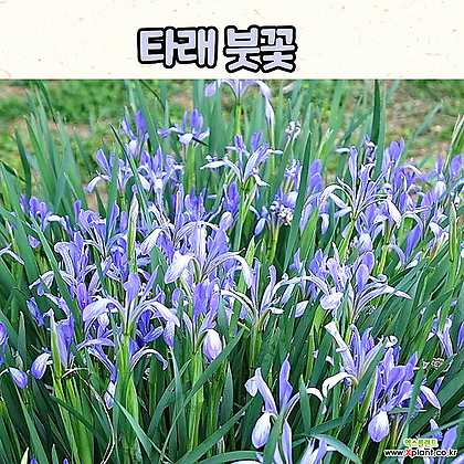 타래붓꽃(3치 포트) 봄야생화 / 정원식물 / 노지월동