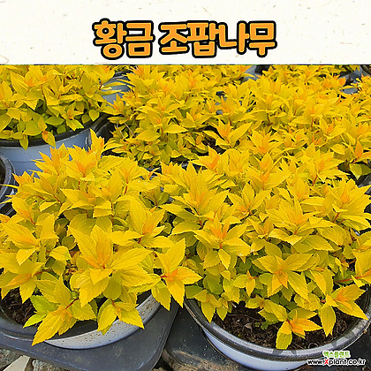 황금조팝나무(15센티 화분) 조팝 조경수 / 정원식물 / 노지월동