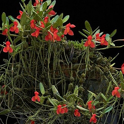Maxillaria sophronitis.막실라리아 소프로니스트(발강색꽃).잎,꽃앙징맞고 예쁨.토분.인기.
