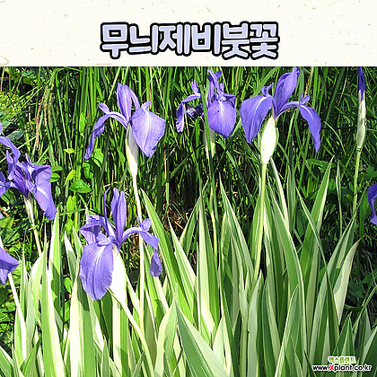 무늬제비붓꽃(5치 포트) 무늬붓꽃 봄야생화 / 정원식물 / 노지월동