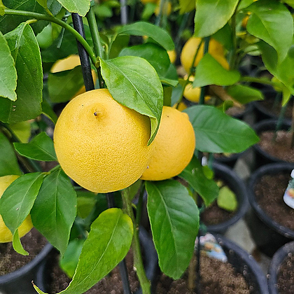 레몬나무(오리지날) 한목대( 저렴해요)