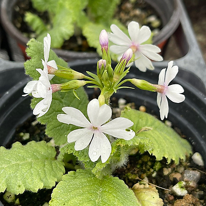 토종앵초-흰색꽃