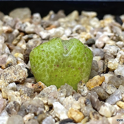 Conophytum marginatum ssp.nova EVJ23727-1두(코노피튬 3.31)