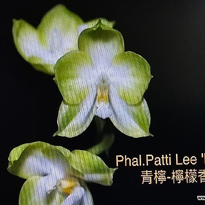 호접원종4번.Phal Patti Lee Lime(예쁜흰색.노랑색).고급종.귀한품종.아주좋은향.