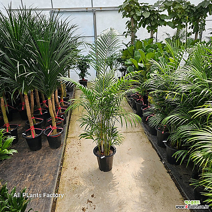 식물공장 아레카야자 특대형 대형식물 120-150cm 549