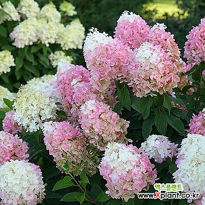 목수국 - 핑카츄 - C3포트 중왜성 신품종 다양한꽃색상 많은개화량 조경수묘목 정원에서