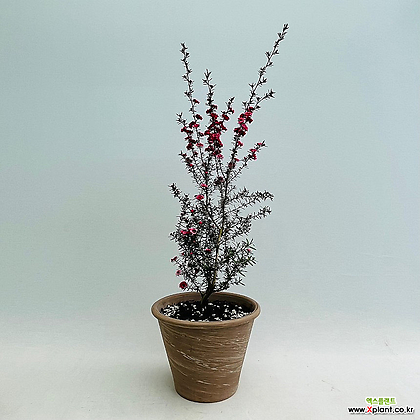 (단일상품)호주매화2 외목대 대품 야생화 독일토분 꽃나무