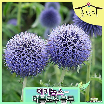 [초선지] 절굿대 에키놉스 7치 태블로우 블루