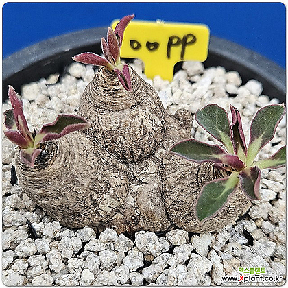 에쿨로니(Euphorbia ecklonii) 01