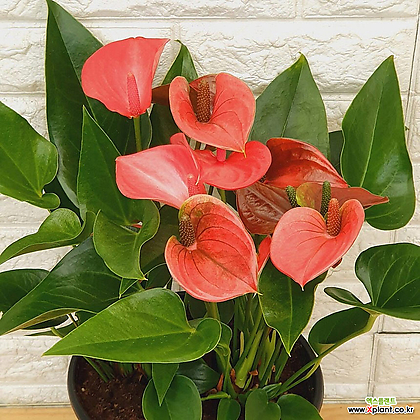 안시리움 핑크33 - 공기정화식물