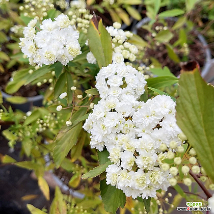 장미 조팝나무 15cm화분 조팝나무 흰색꽃나무