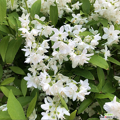 애기말발도리 유키 스노우플레이크 15cm 화분 흰색꽃나무