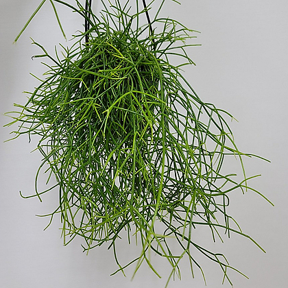 봄봄 카수타 립살리스 공중식물 공기정화식물