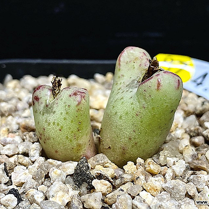 Conophytum turrigerum(large form ex. Japan)-2두(코노피튬 트리게룸4.6)