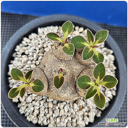 유포르비아 에쿨로니(Euphorbia ecklonii)
