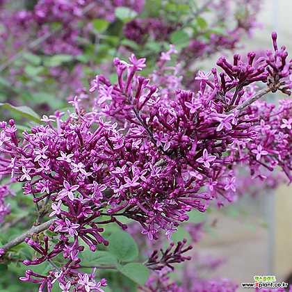 라일락 다크퍼플 15cm화분 향기좋은 꽃나무