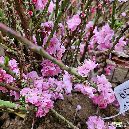남경도화 묘목 접목 꽃복숭아 분홍색꽃