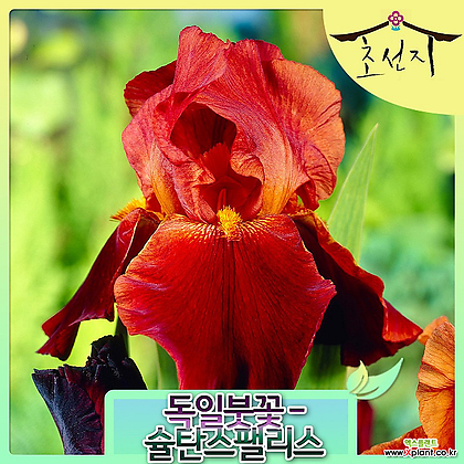 [초선지] 독일붓꽃 저먼아이리스 7치 슐탄스팰리스 신품종