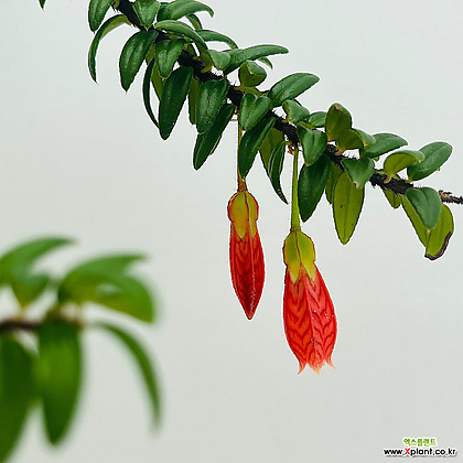 (단일상품)히말라야등불2 토분포함 야생화 꽃나무