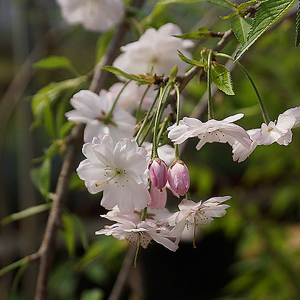 꽃대 수양벚나무 S01 (높이 100cm) / 사진촬영 2024년 4월 9일