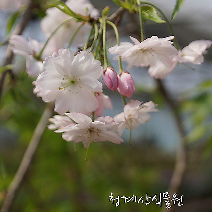 꽃대 수양벚나무 S02 (높이 100cm) / 사진촬영 2024년 4월 9일