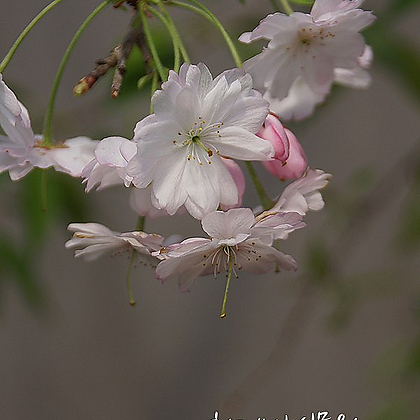 꽃대 수양벚나무 S03 (높이 95cm) / 사진촬영 2024년 4월 9일