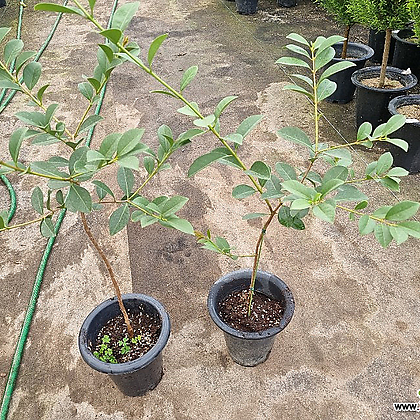 [하와이꽃집] 구아바나무