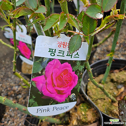 [무 배]정원장미(대) 핑크 피스 2024 새 상품/사계장미