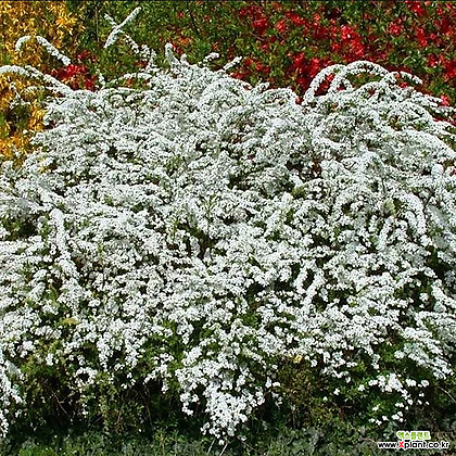화관 조팝나무 카지우 120L포트 흰꽃 조경수