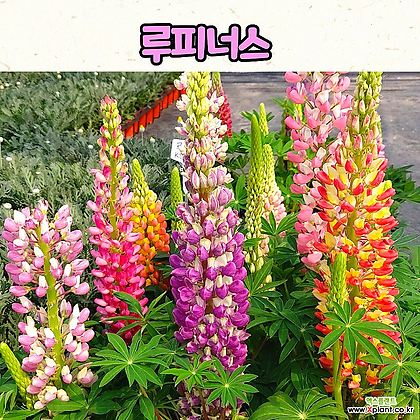 루피너스 갤러리혼합(10cm 화분) 봄꽃 꽃모종 정원식물