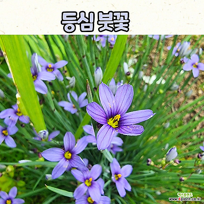 등심붓꽃(4치 포트) 야생화 / 정원식물 / 노지월동
