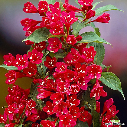병꽃나무 레드 프린스 P9 포트 붉은꽃나무