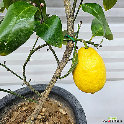 레몬달린 레몬나무 거실화분 이태리토분  식용 유실수 과실수 카페식물
