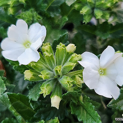 잔잔한 꽃이 예쁜  흰색버베나