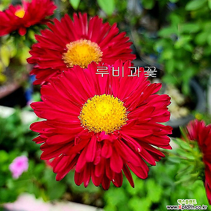 루비과꽃 (노지월동)-화려한  레드칼라의 꽃송이가  환상적인 야생화 루비과꽃입니다.