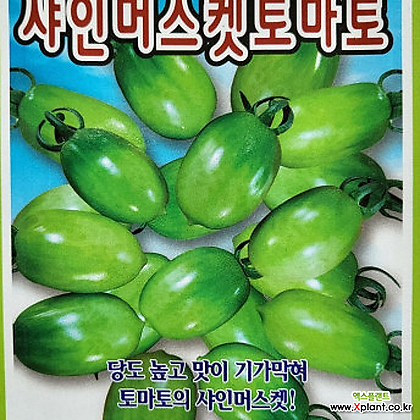 [무 배] 샤인머스켓 토마토 모종 1판(12개 1판) 2024 새 상품