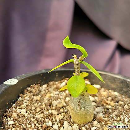 [메카다육]15-0414 포케아 에듈리스(실생 아프리카식물) 화분포함 다육식물