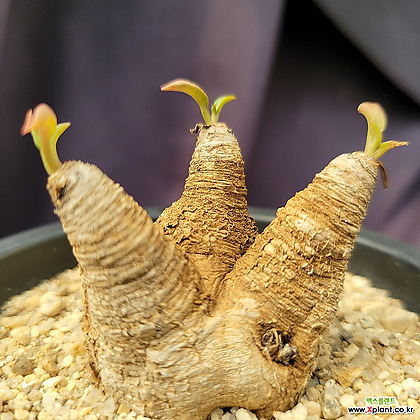 [메카다육]19-0414 유포르비아 노바피쉬본(아프리카식물) 화분포함 다육식물