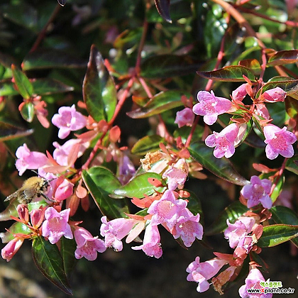 댕강나무 -핑키 벨스- C3포트 왜성종 향기 큰꽃 꽃댕강 관목