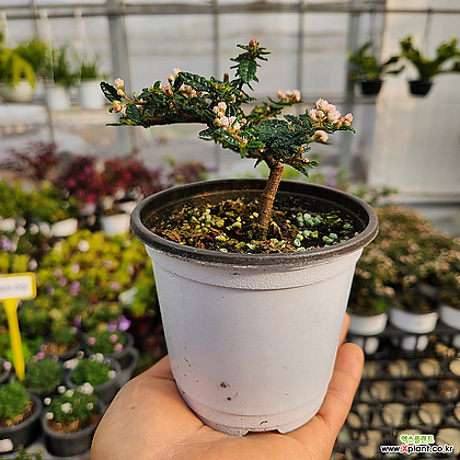 미니분재용 천황매 소품59 작은꽃 루링기아 꽃비종합원예