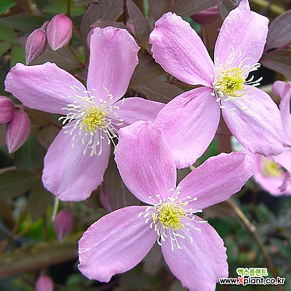 클레마티스- 프라그란트 스프링  (10cm포트) 넝쿨식물 덩쿨식물 으아리 꽃나무 정원에서