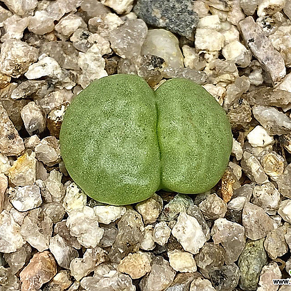 Conophytum roodiae ssp. corrugatum-1두(코노 루디아에 코루가툼4.14)