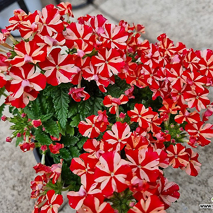 [하와이꽃집] 쨍해 예쁜칼라 버베나