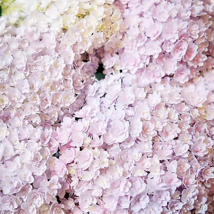 원예수국 JB핑크스타 P14포트 겹꽃 풍성한 실내조경 나무 묘목 테라스