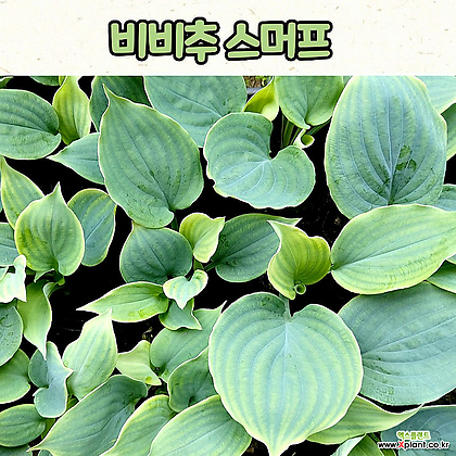 호스타 비비추 스머프(4치 포트) 전국노지월동 / 정원식물