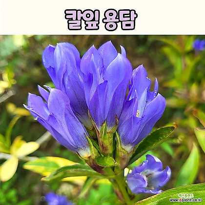 칼잎 용담(4치 포트)괴남풀 토종야생화 전국노지월동