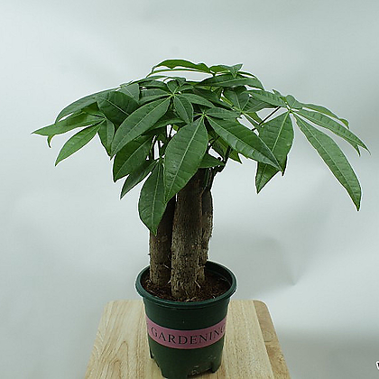 파키라 실내공기정화 거실 반음지 키우기쉬운 플랜테리어 반려 3촉식재 식물