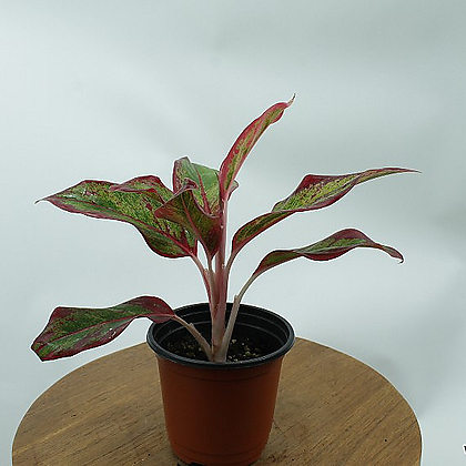 아글라오네마 오로라 공기정화 키우기쉬운 거실 플랜테리어 반려 반음지 식물